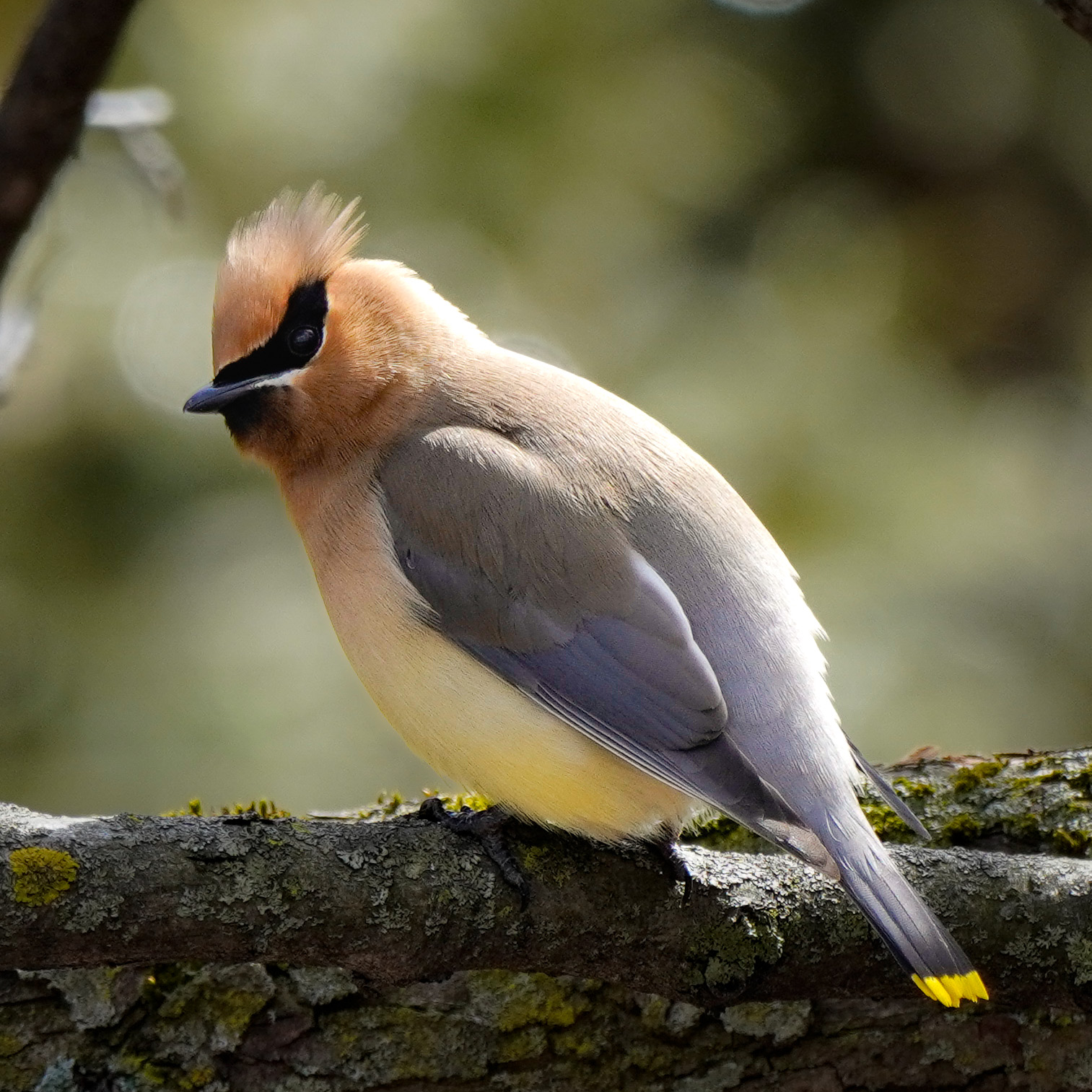 Cedar Waxwing on a branch