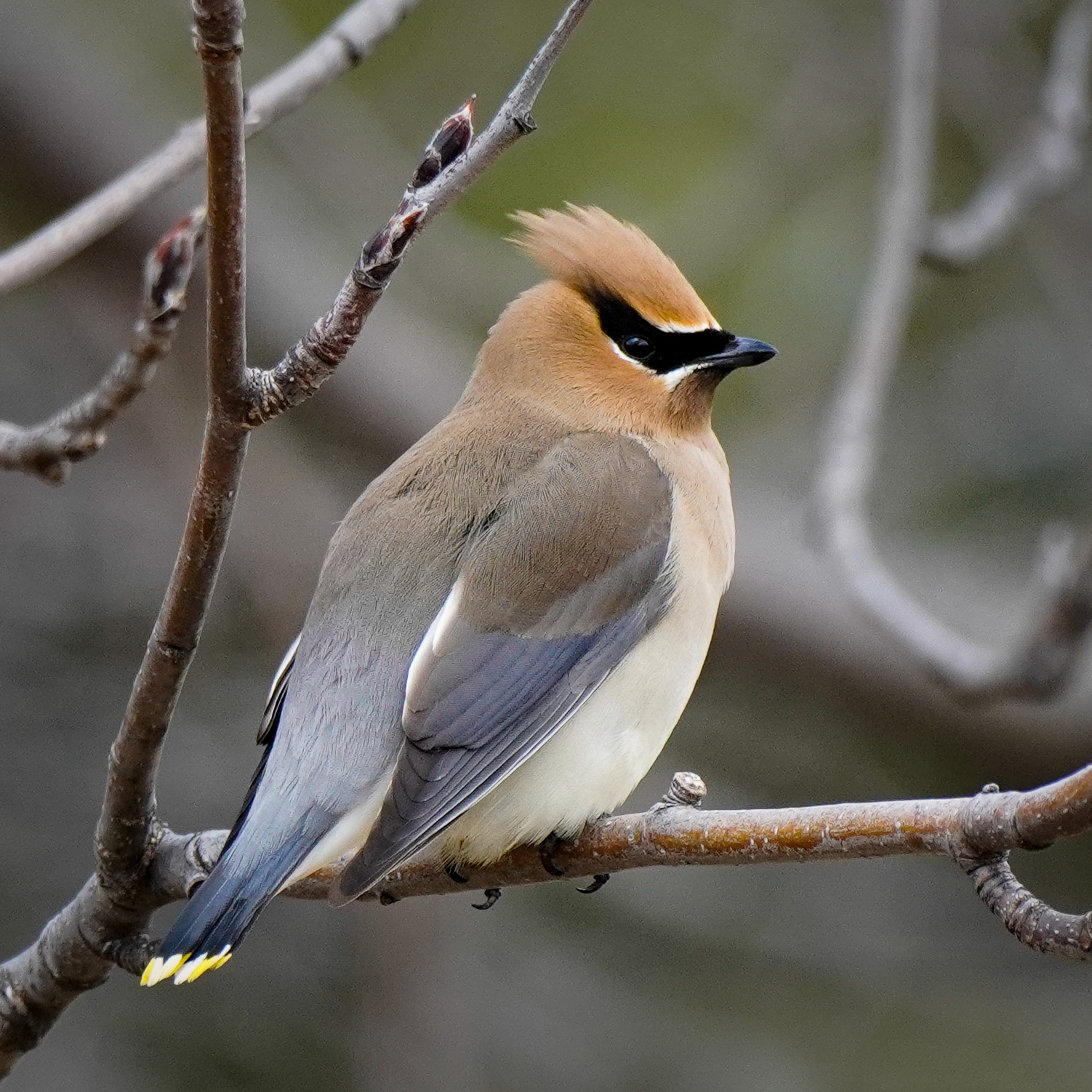 Cedar Waxwing on a branch