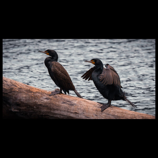 Cormorants