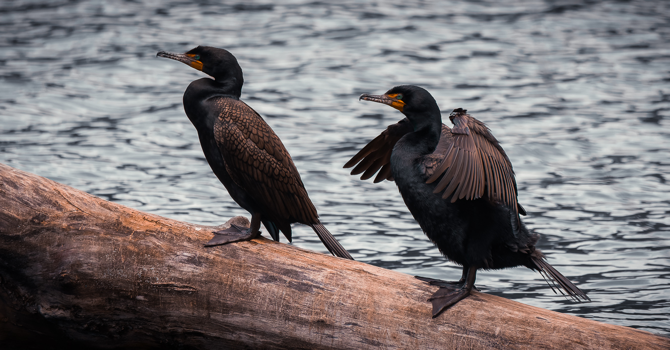 Two cormorants drying their wings on a weathered tree trunk near the water.