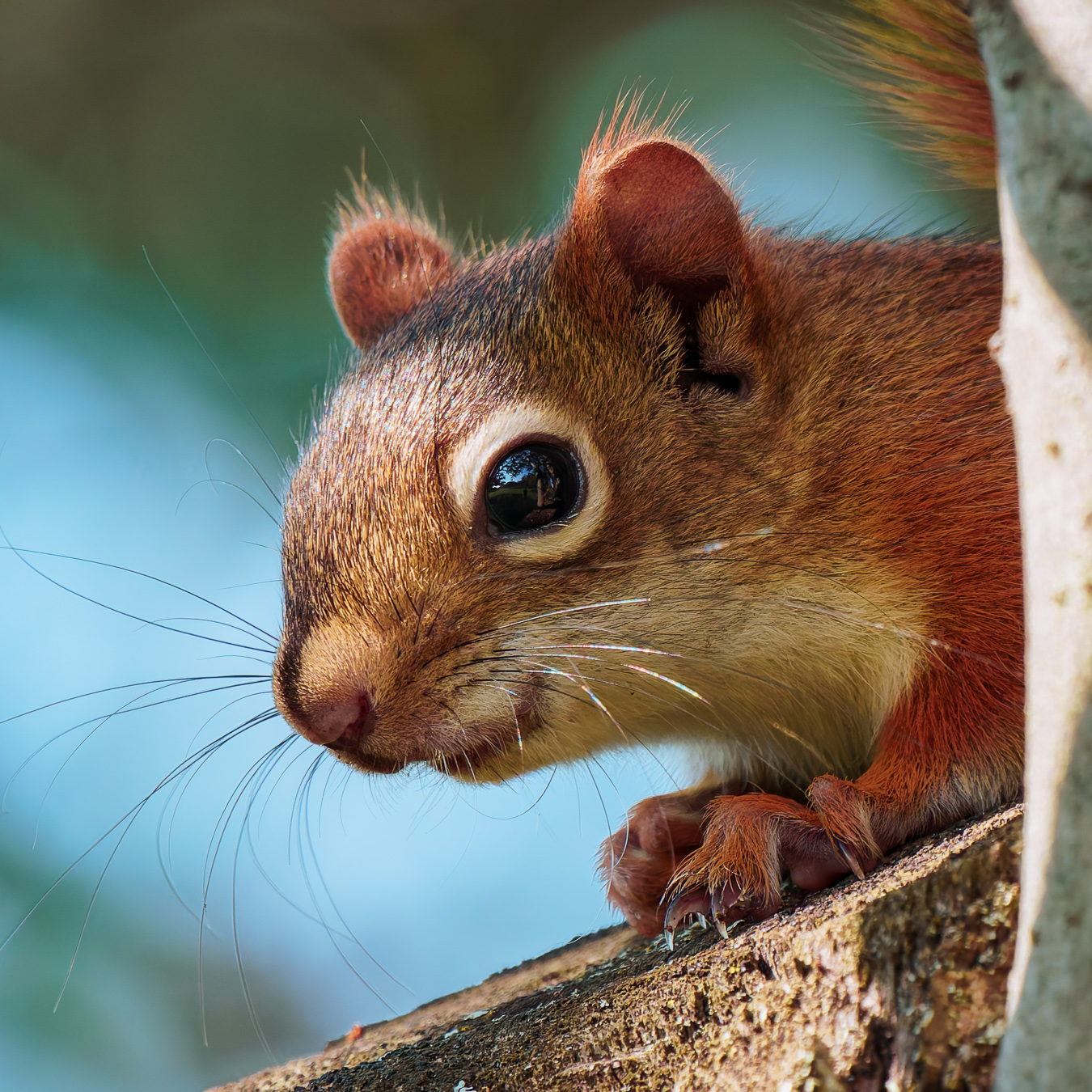 Red squirrel on high alert, ears perked up among autumn fallen leaves