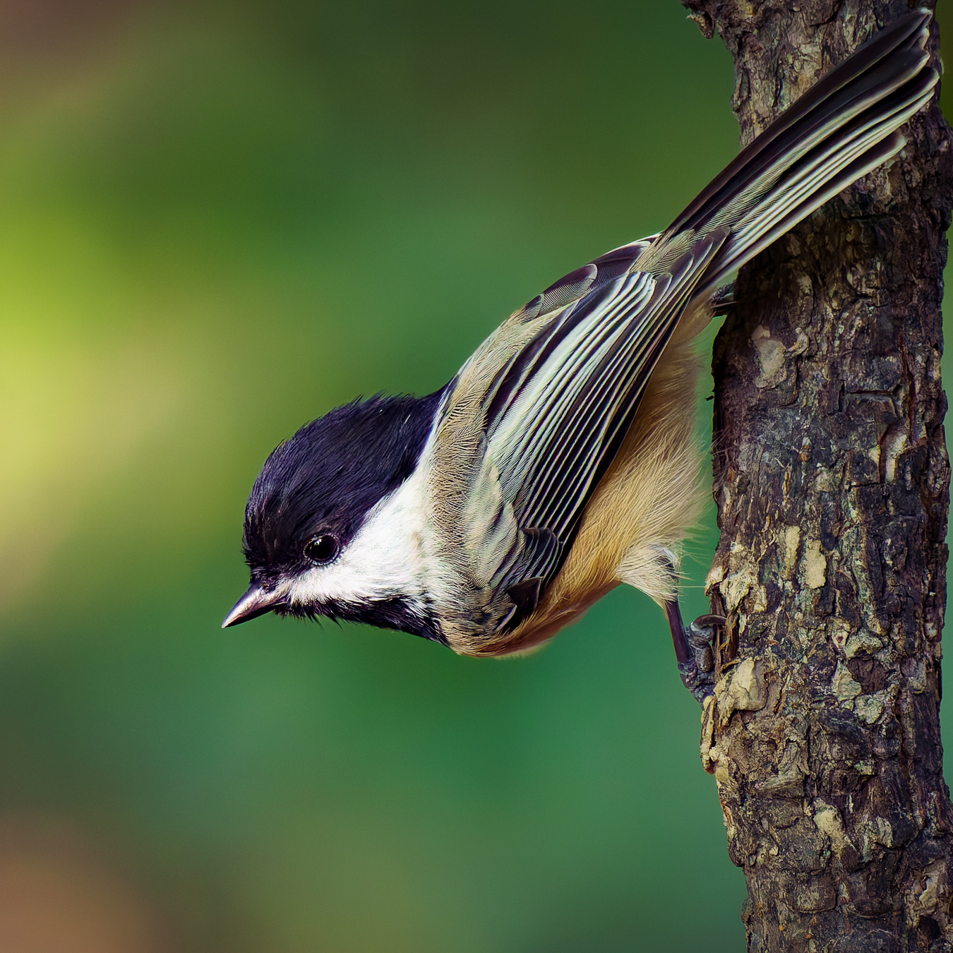 Black-capped Chickadee clinging to a branch, watchful eyes scanning its surroundings