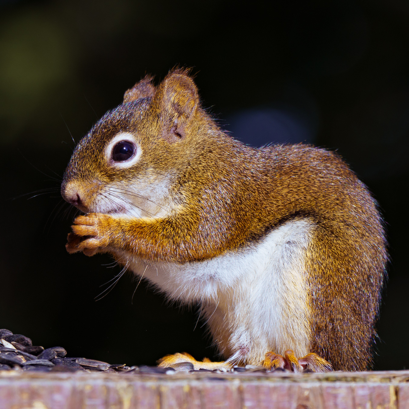 Red squirrel nibbling a hazelnut between its paws, bushy tail glowing in autumn light