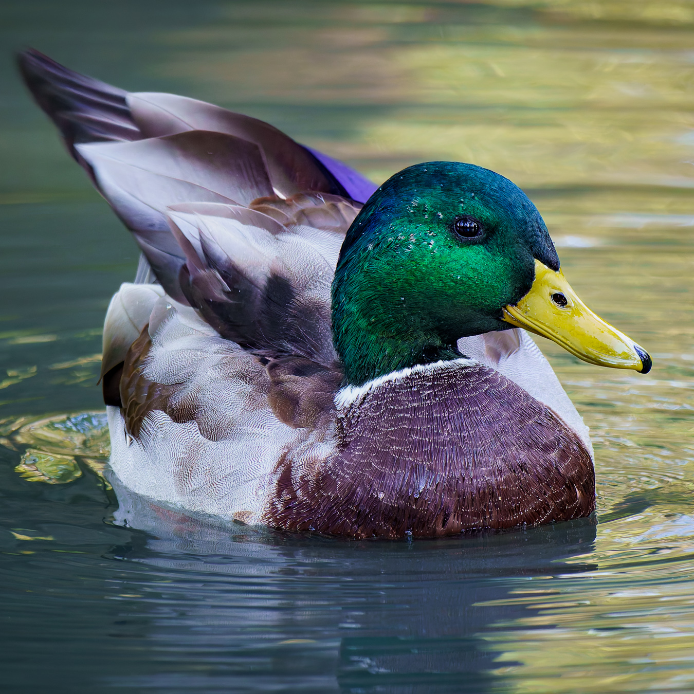 Male Mallard duck swimming, iridescent green feathers shimmering at sunset