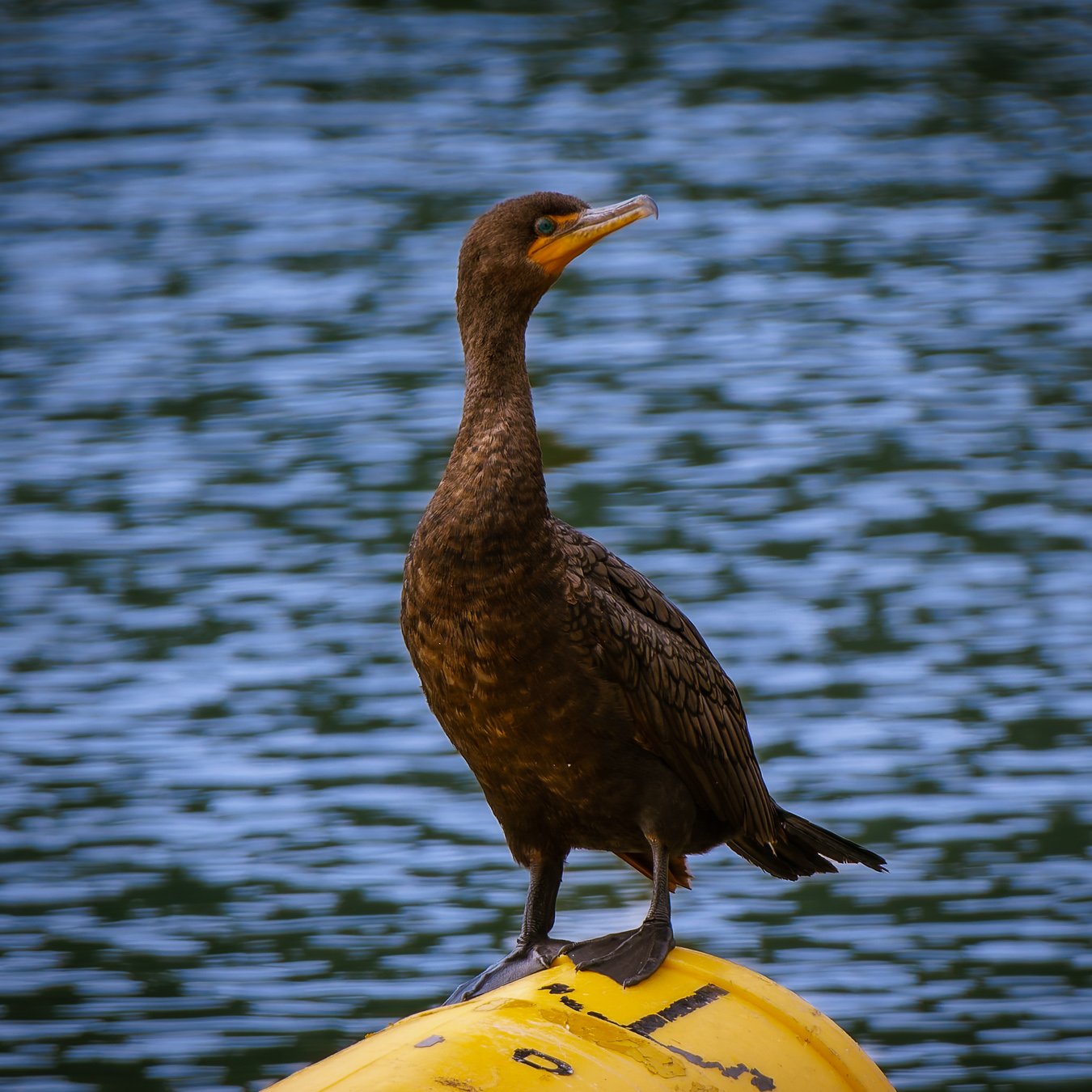 Double-crested Cormorant drying its outstretched wings on a rock after fishing