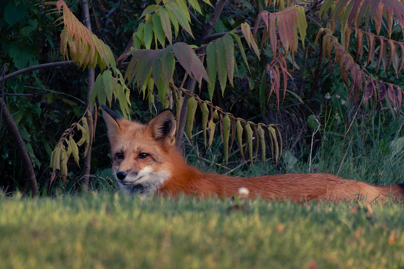Red fox on high alert in a field, breath visible in the crisp autumn air