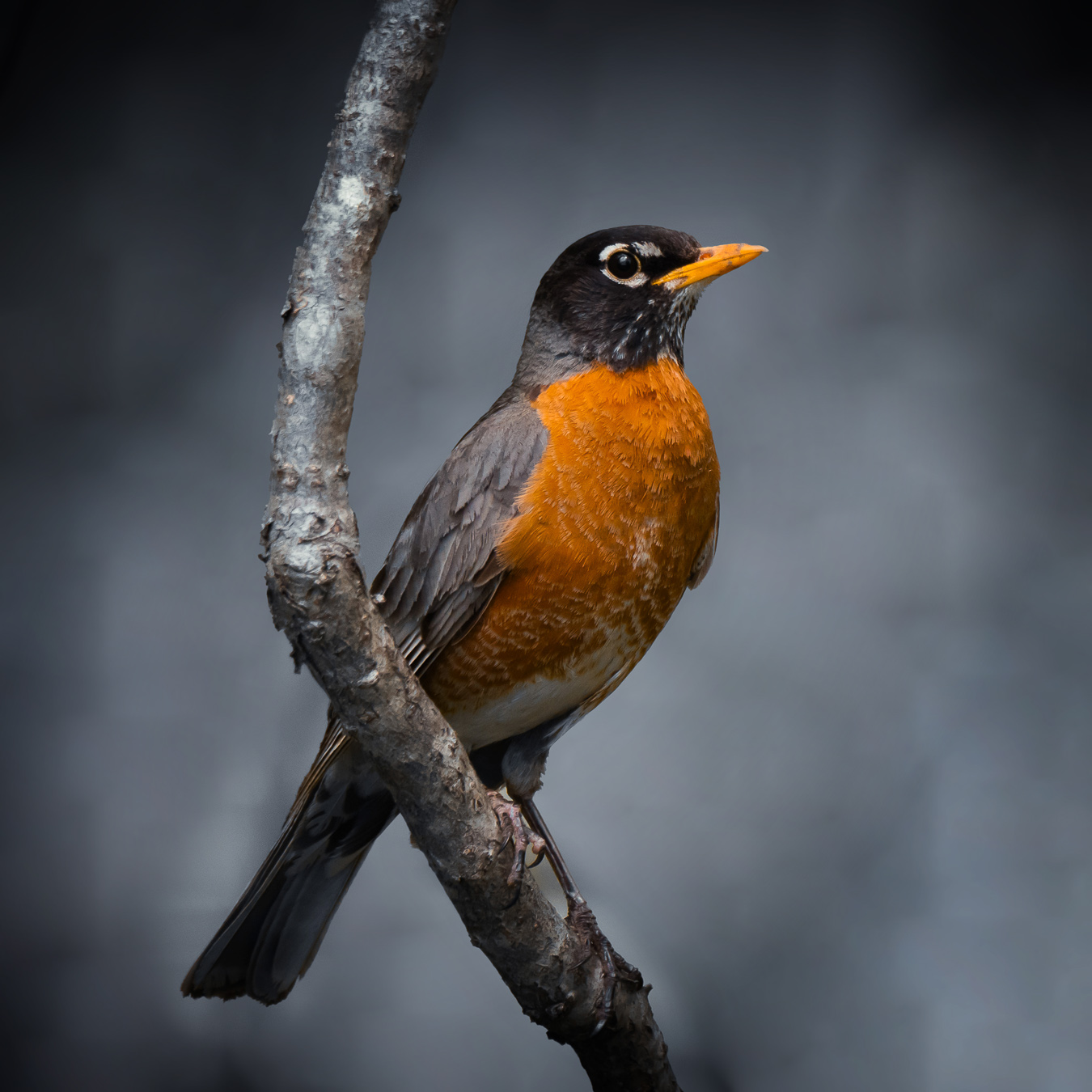 American Robin (Turdus migratorius) in vibrant plumage perched on a branch, monochrome background for artistic effect.
