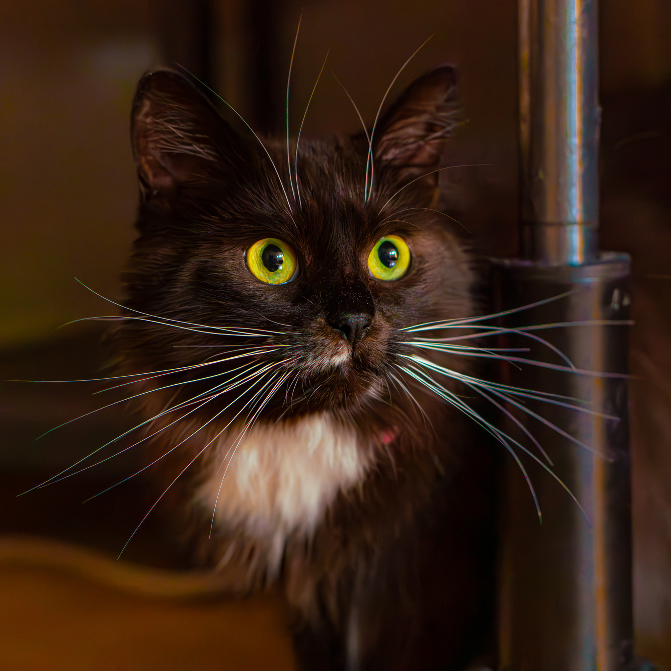 Cat hiding under the furnitures with eyes wide open