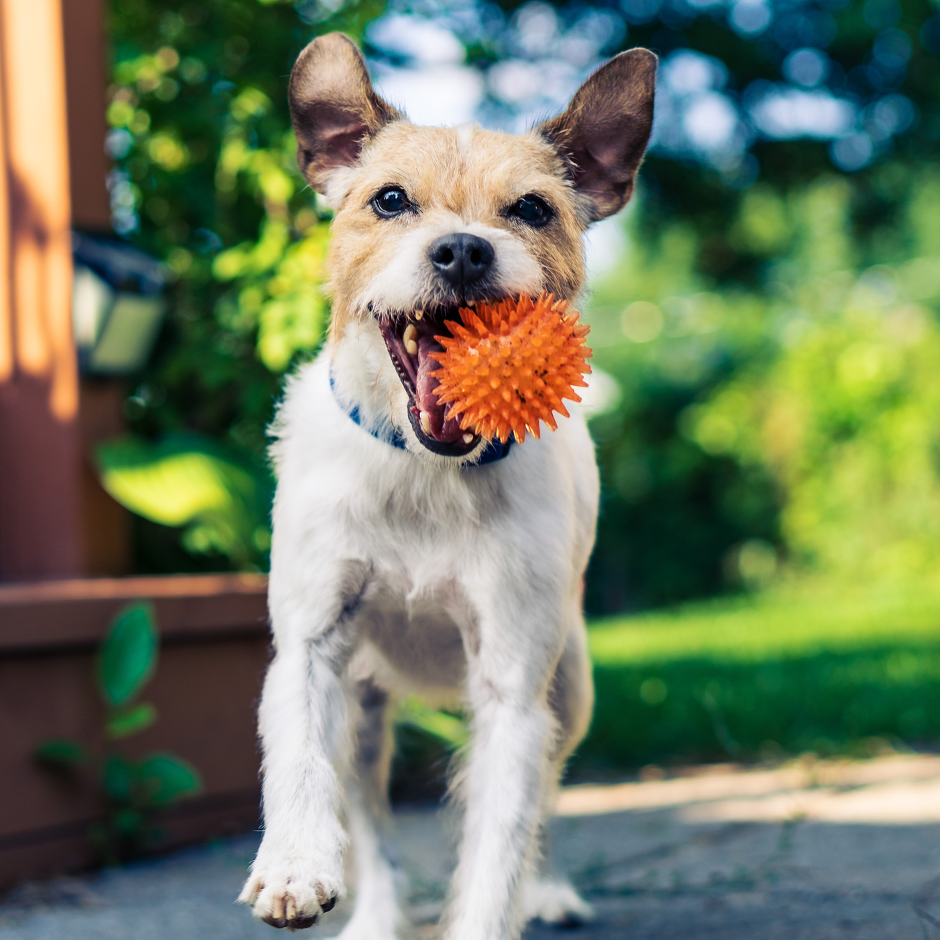 Jack Russell dog running with a ball in its mouth