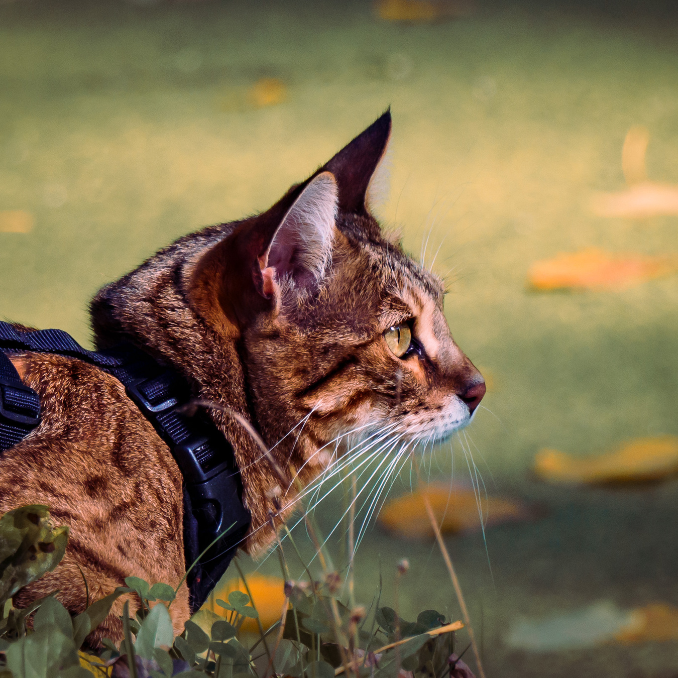 Cat watching ducks in a marsh