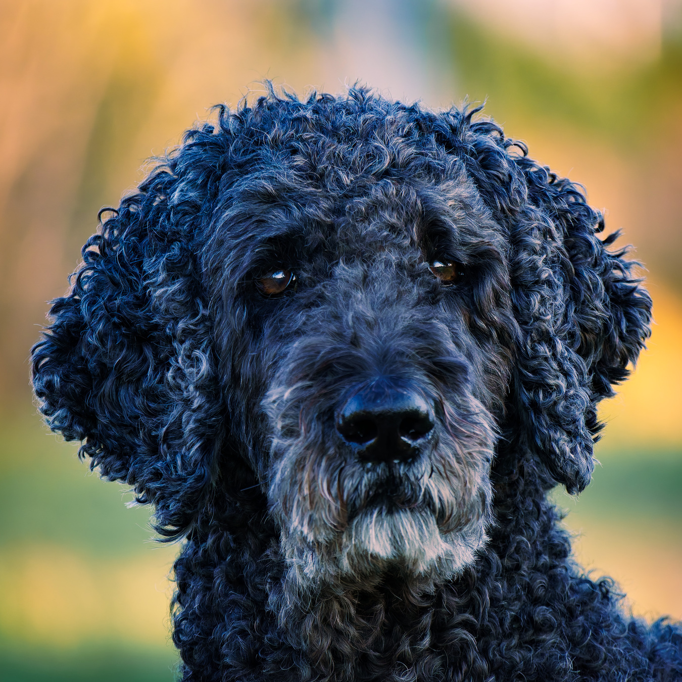 Portrait of a black golden doodle dog with piercing eyes