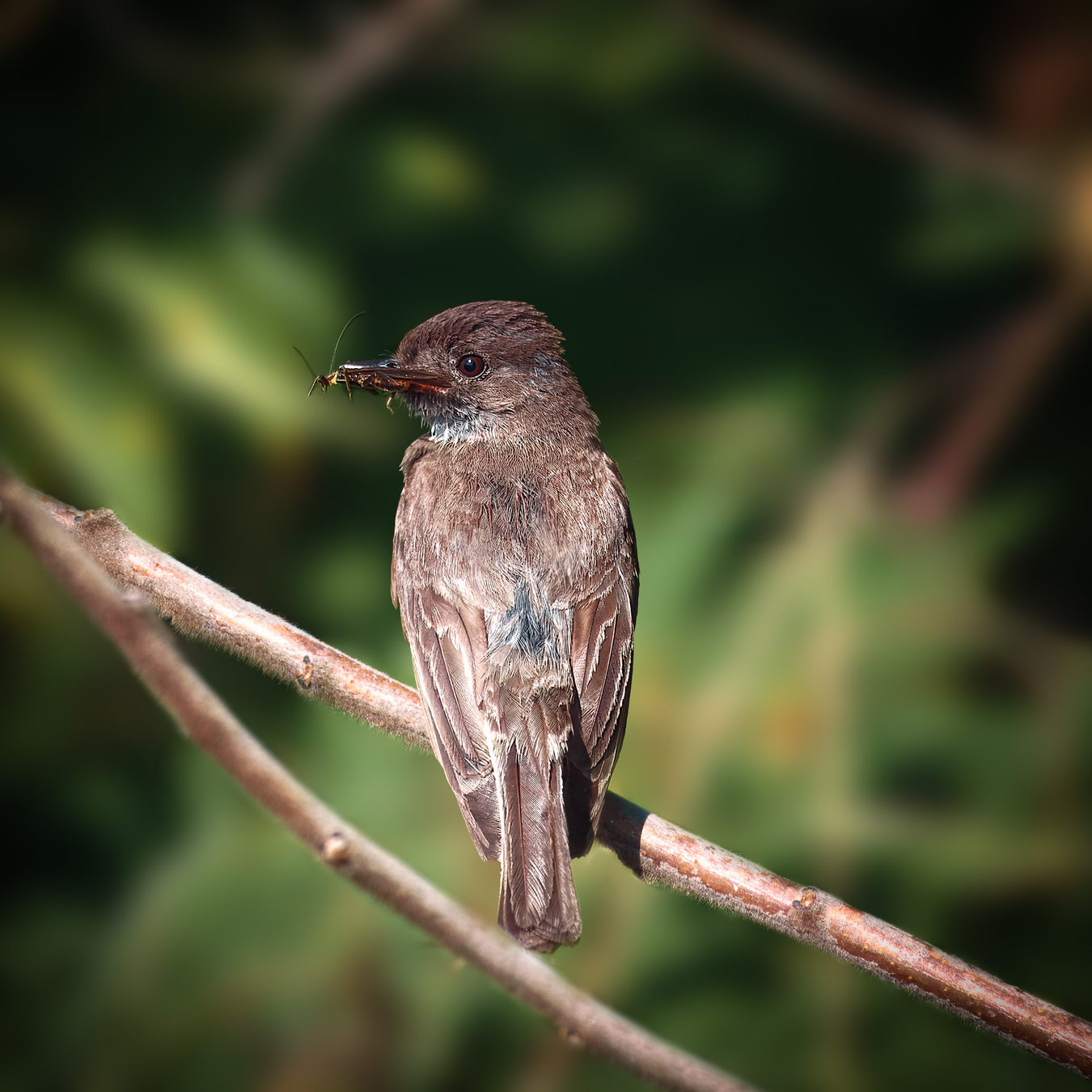 Moucherolle phébi sur une branche avec une sauterelle dans le bec