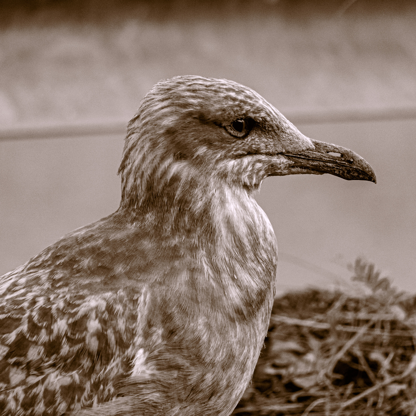 Portrait of a thinking Great Black-backed Gull looking into the distance