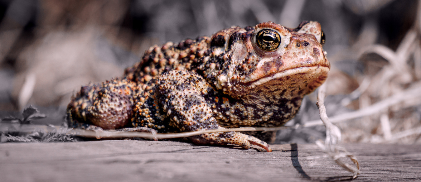 Portrait en gros plan d'un crapaud avec recadrage cinématographique