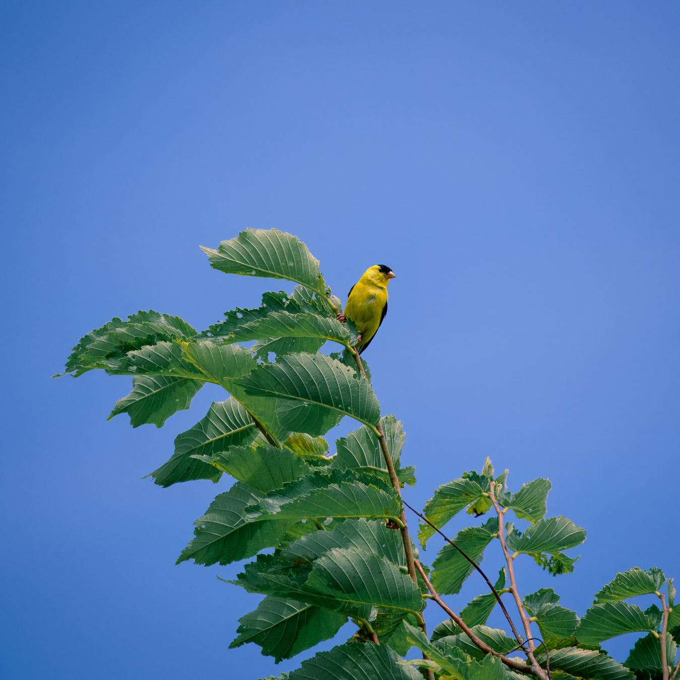 Chardonneret jaune sur une branche avec un ciel bleu