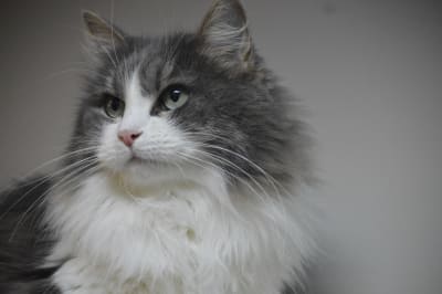 Description of my image