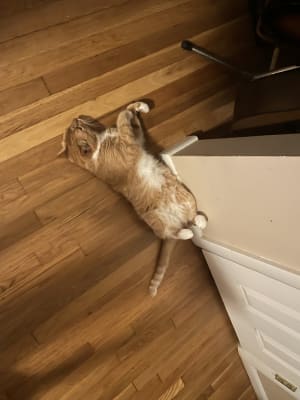 Toosh