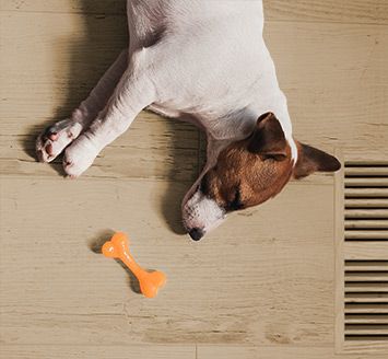 4 dog; false