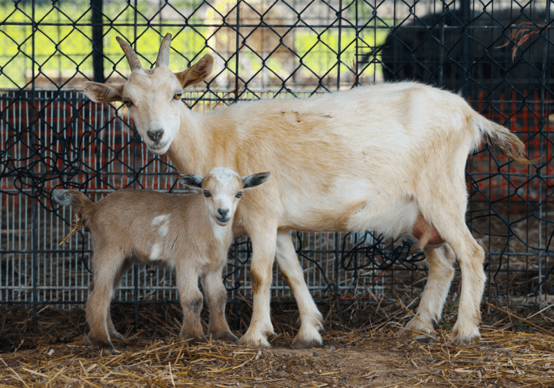 goats.png
