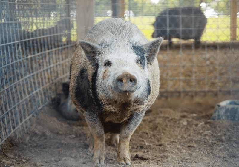 pig (1).png