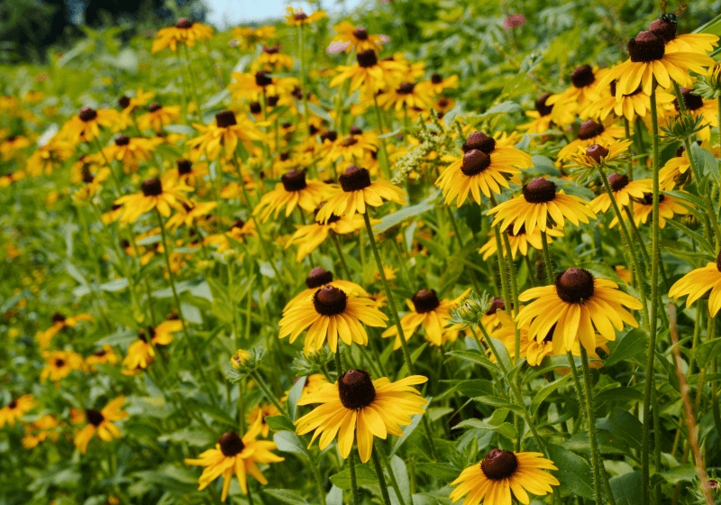 flower.png