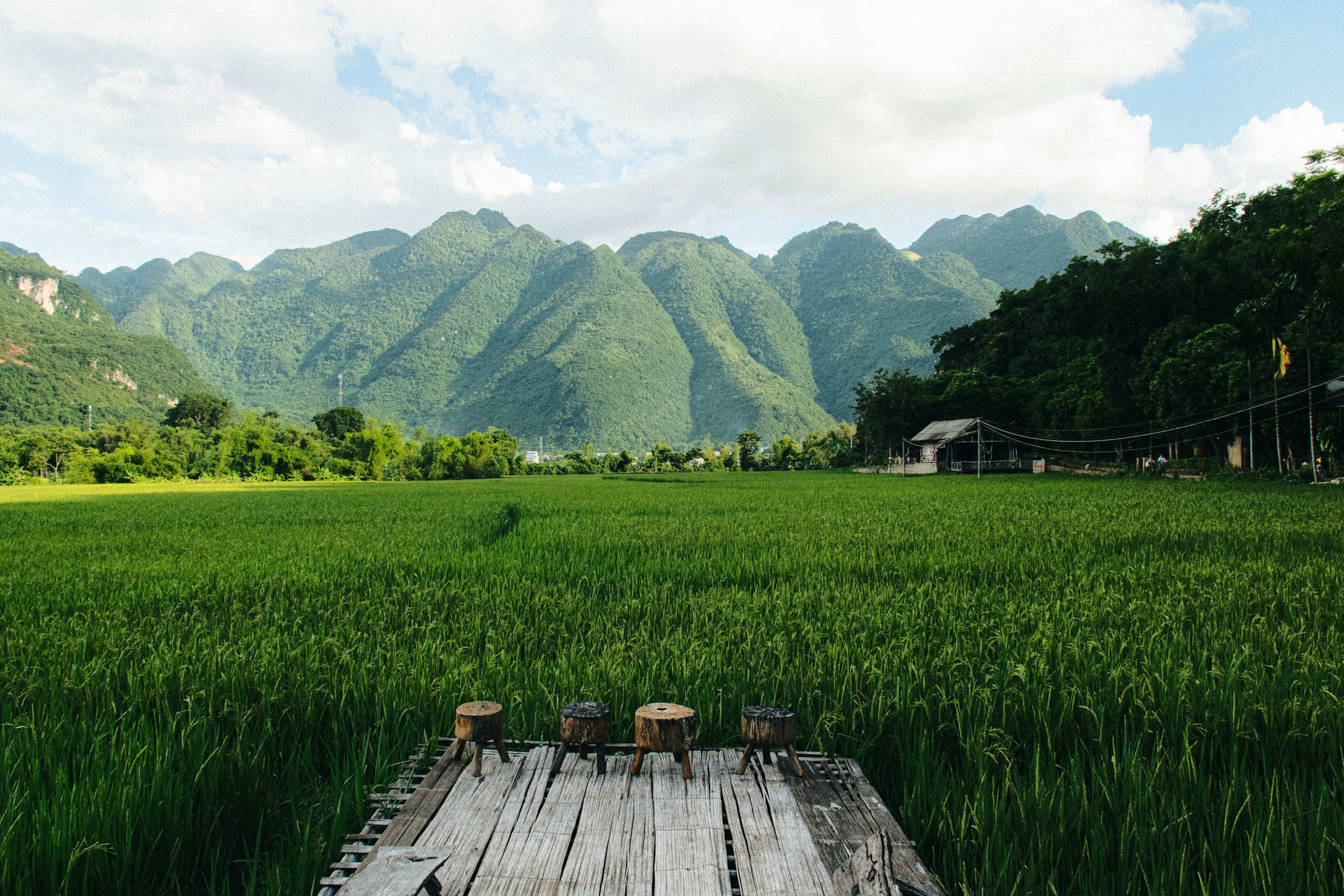 A wooden deck with tree-stump stools looking out across a green paddy toward a wall of forested karst peaks.