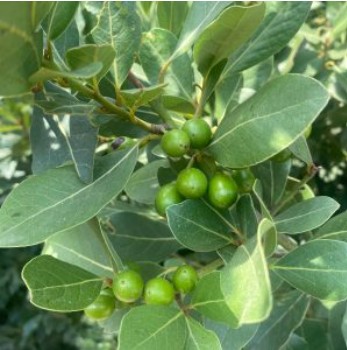 Laurel Berry Oil