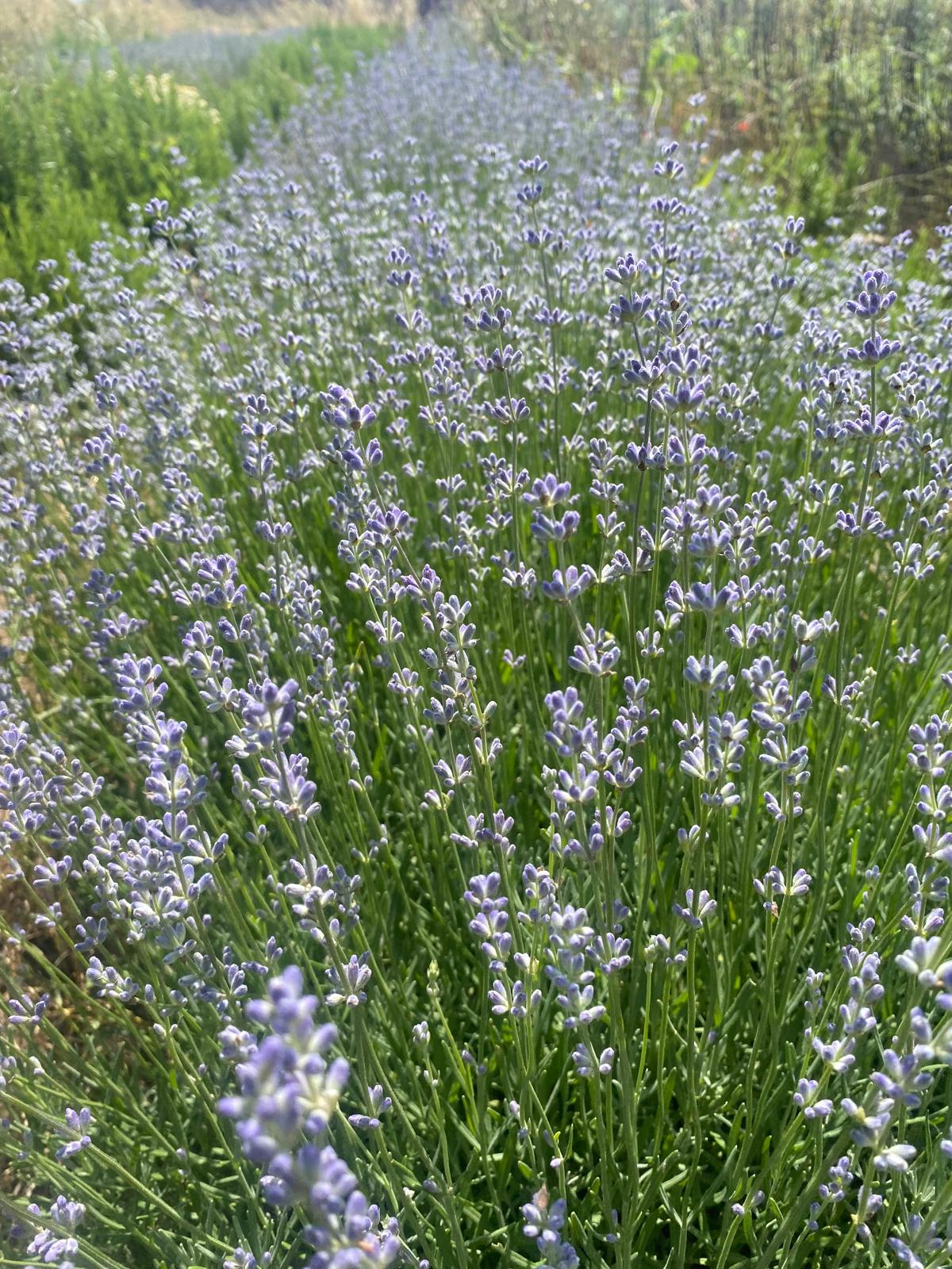 Lavender Essential Oil