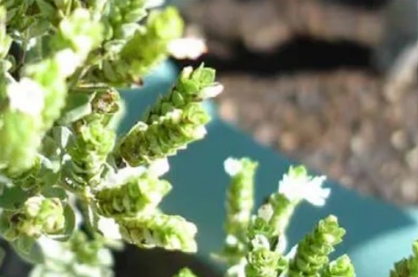 Oregano Essential Oil