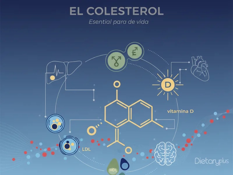 Los Mitos del Colesterol: Lo que Realmente Necesitas Saber sobre el Colesterol y tu Salud