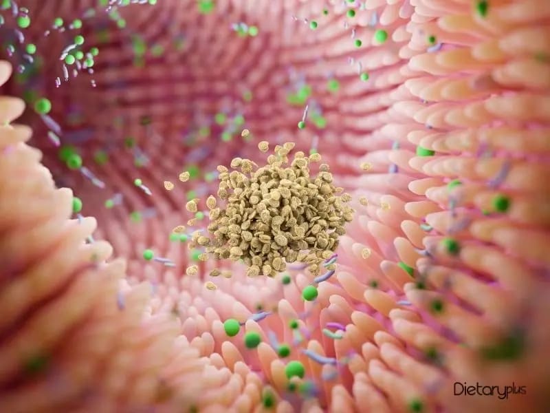 Por Qué las Lectinas Pueden Perjudicar tu Salud Intestinal y Metabólica