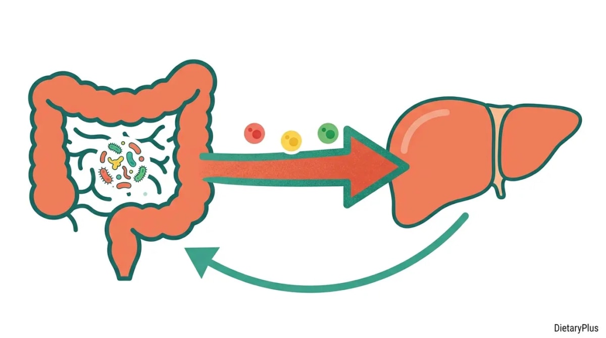 El eje intestino-hígado: la conexión que lo cambia todo