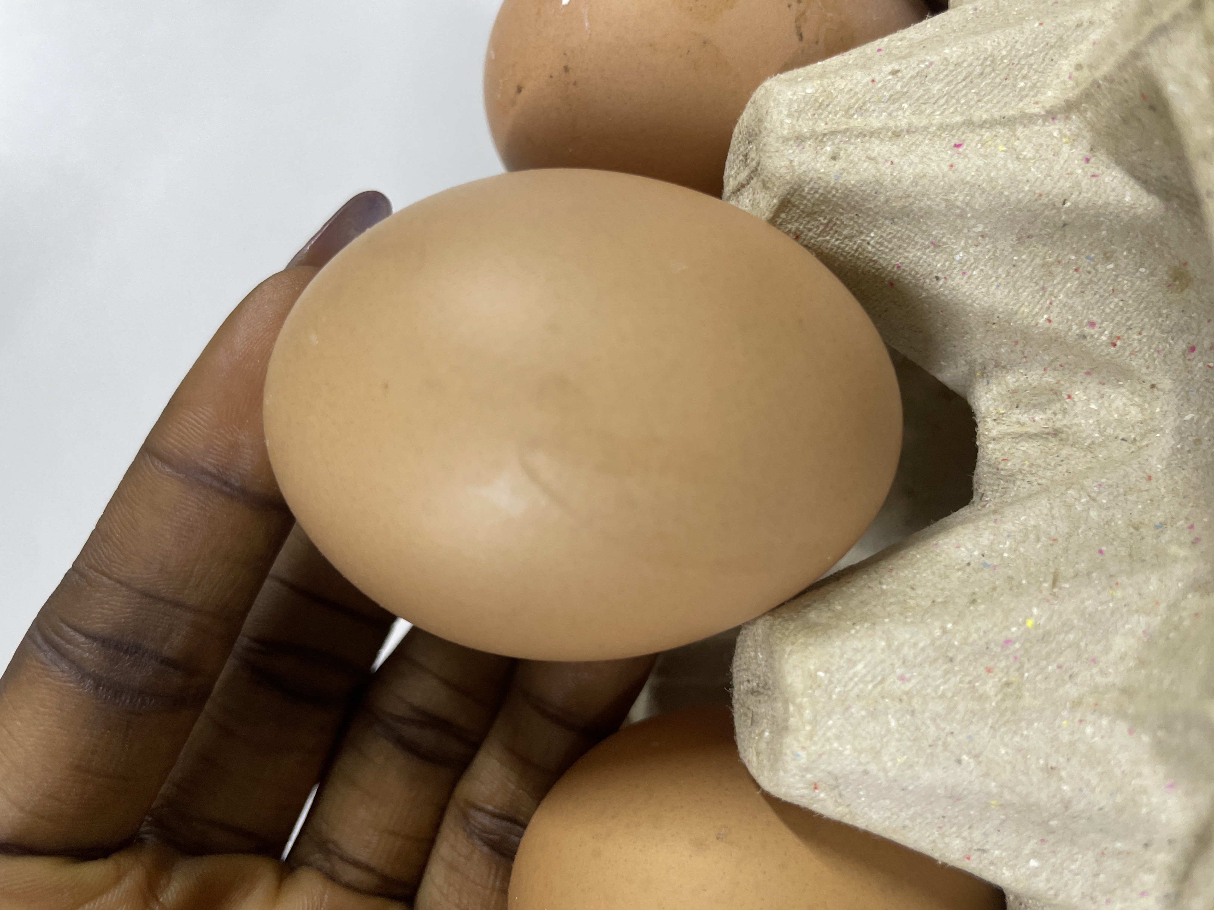 Egg