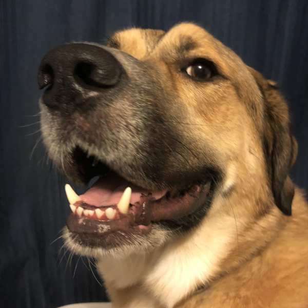 Foto von Lotte baasje boef