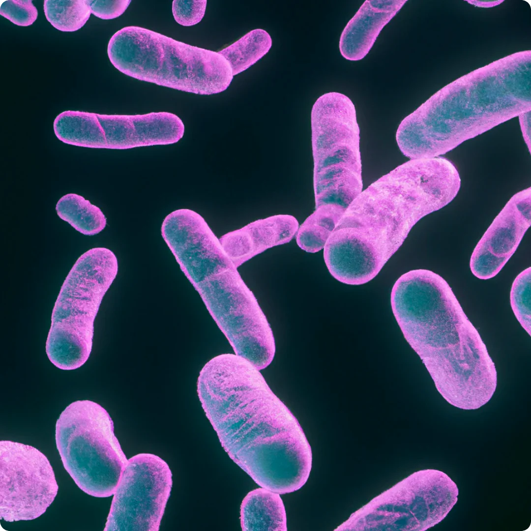 Lactobacillus Helveticus