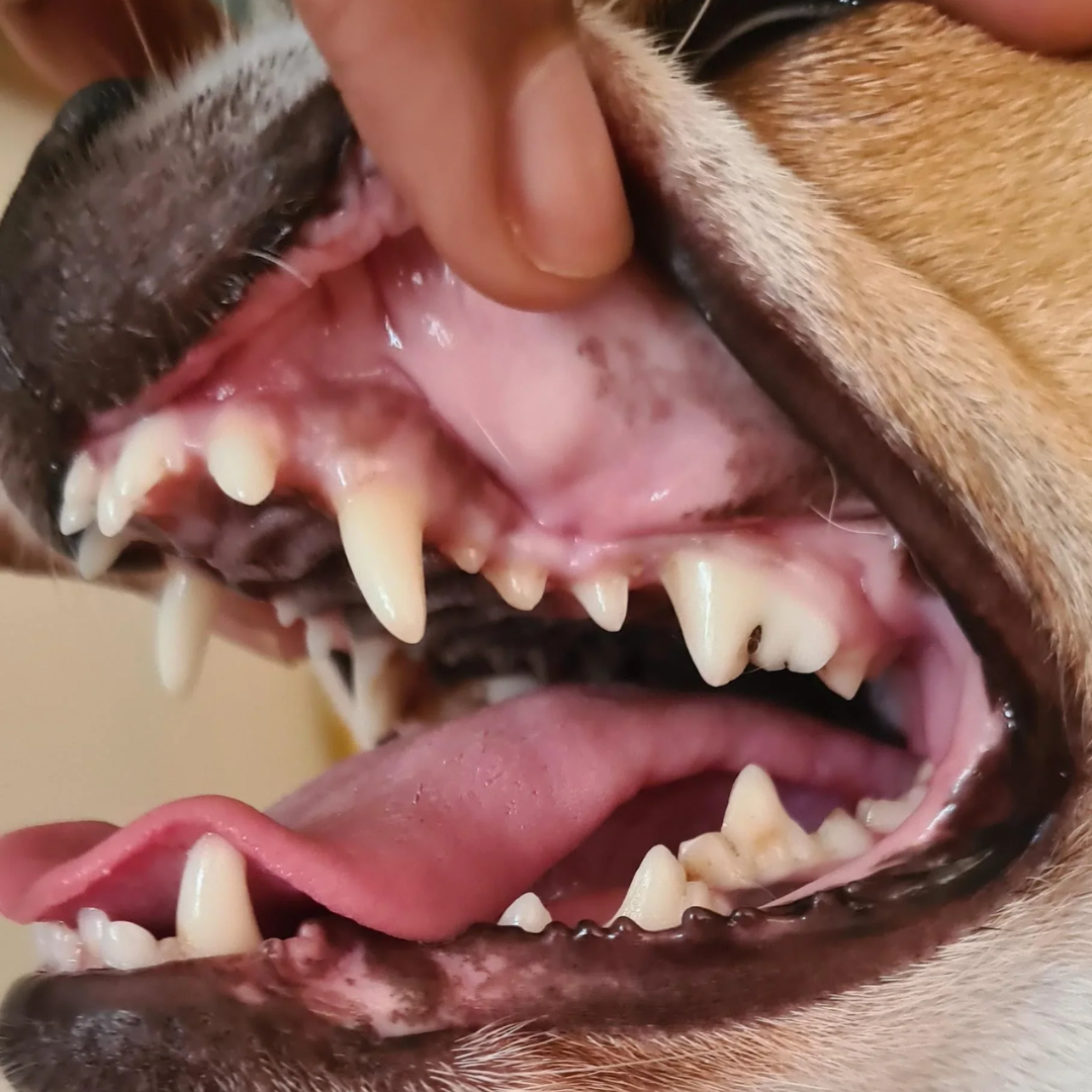 Optimale Mondgezondheid