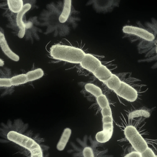 Bacillus Subtilis