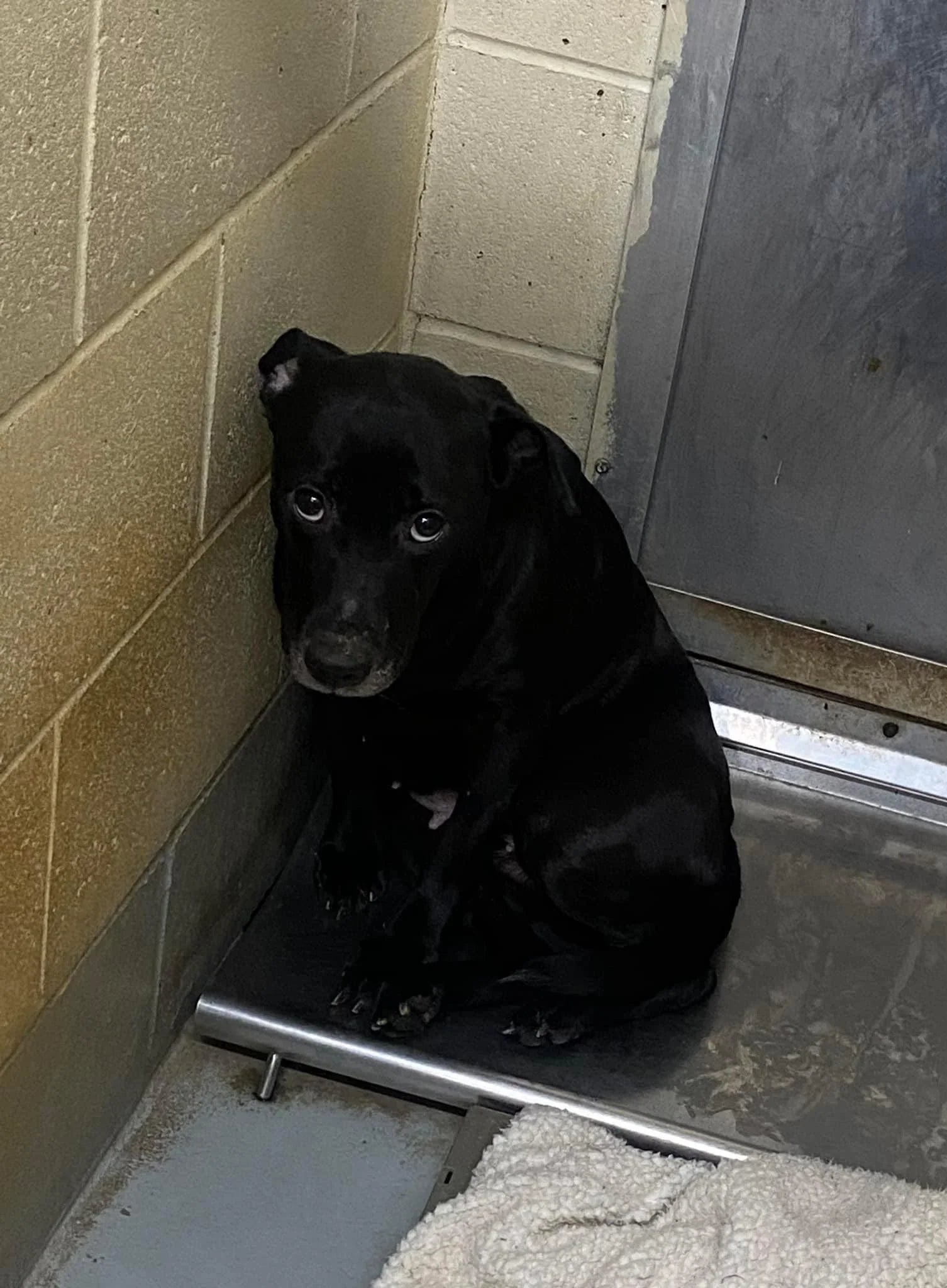 Start mit Bobiotics Angst & Stress