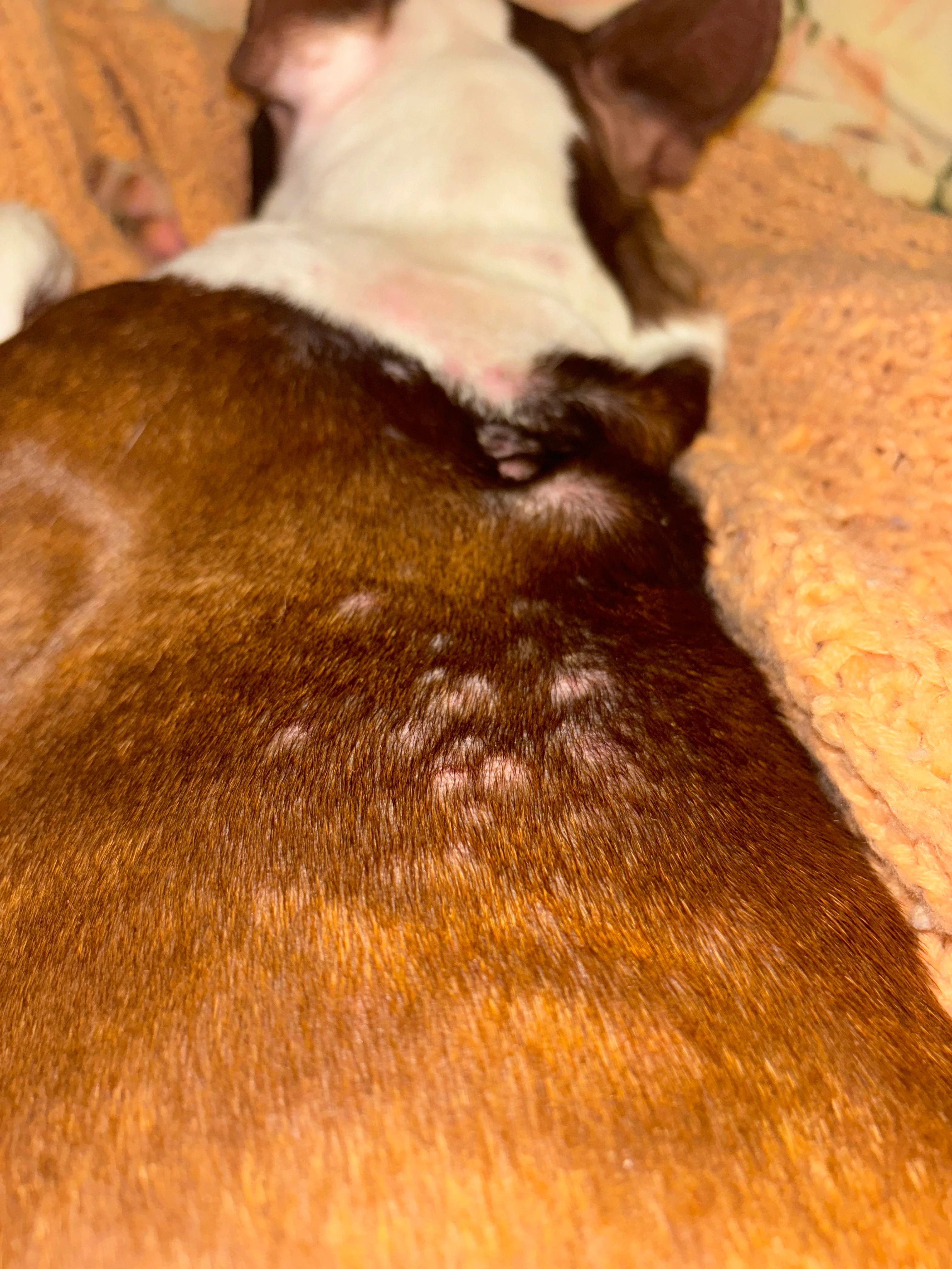 Beginn mit Bobiotics Anti-Juckreiz