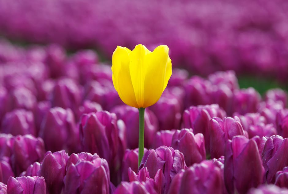 A striking yellow tulip stands out in a field of purple tulips, capturing nature's vibrant contrast.