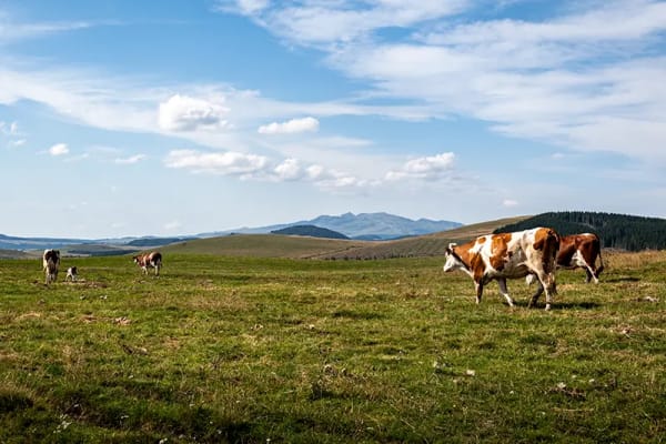 Une semaine en Auvergne