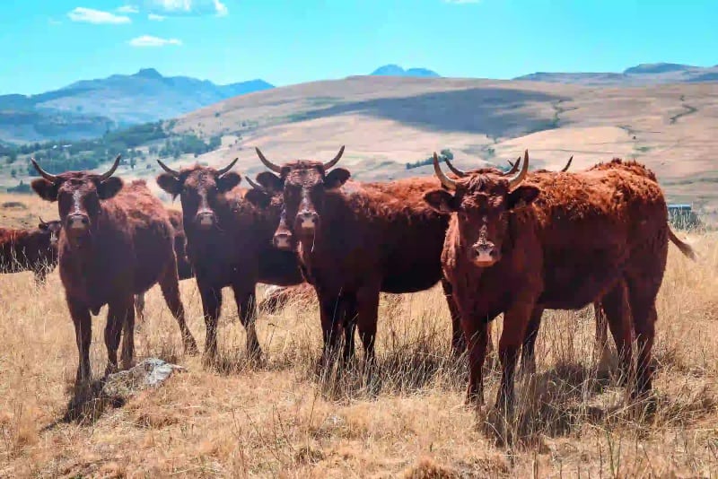 Vaches sur le plateau du Cézallier près de la chapelle Notre-Dame