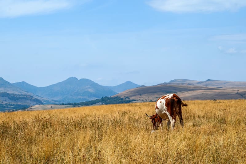 Vache en pâturage sur le plateau du Cézallier