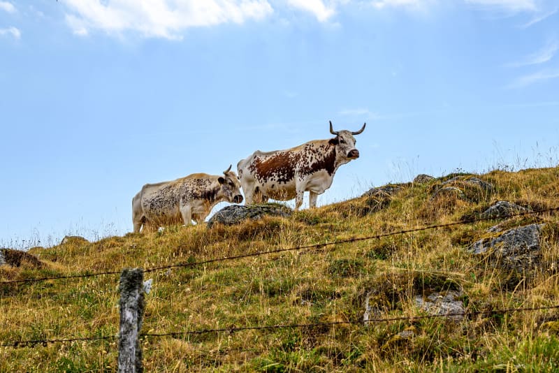 Vaches près de la tourbière du Jolan et de la Gazelle