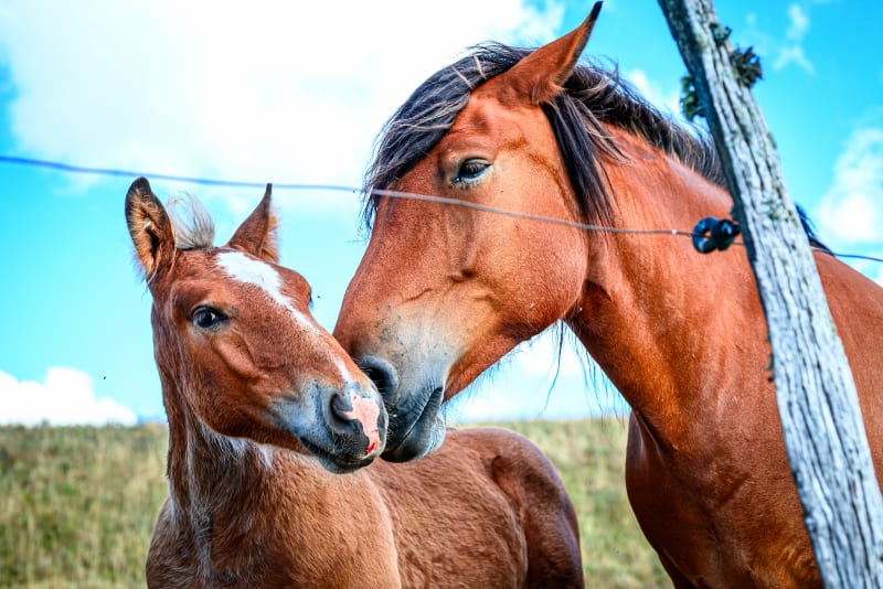 Chevaux à La Godivelle au bord du lac d’En Haut