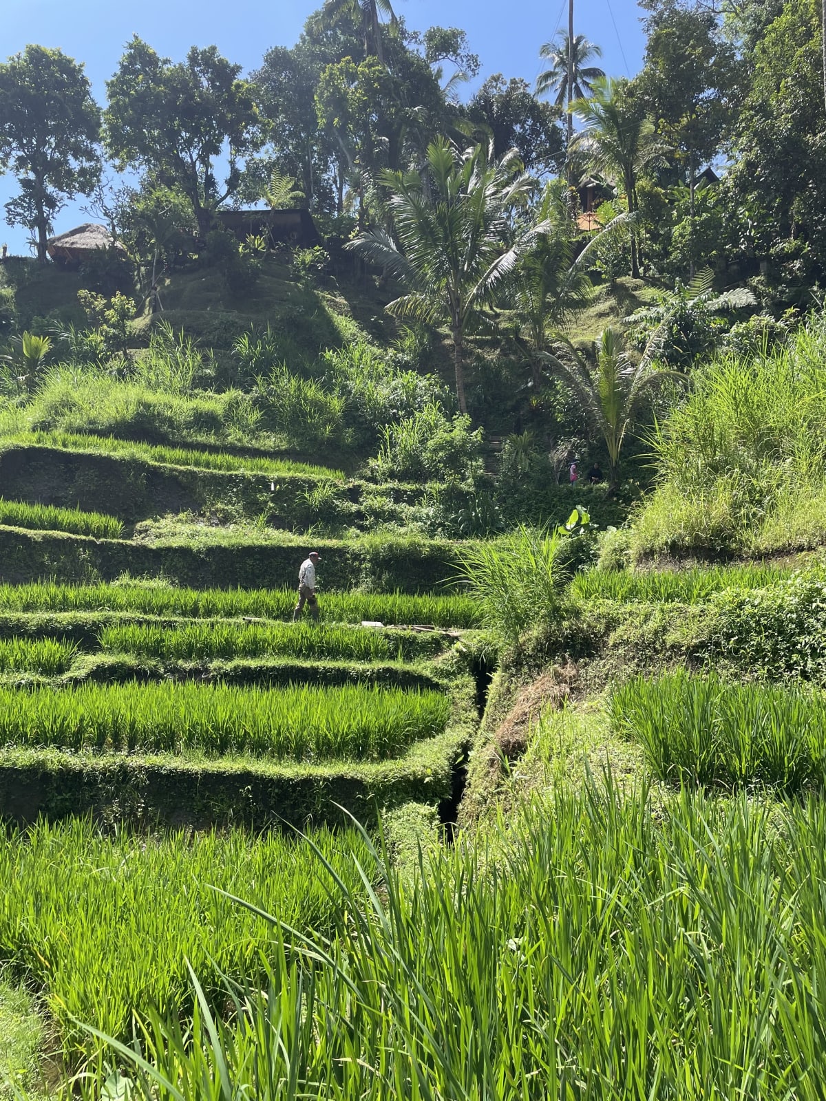 Groene rijstterrassen van Tegalalang bij Ubud Bali Indonesië