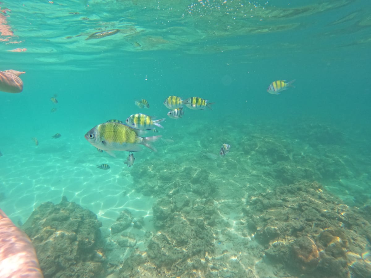 Snorkelen met tropische vissen in het heldere water bij Thaise eilanden