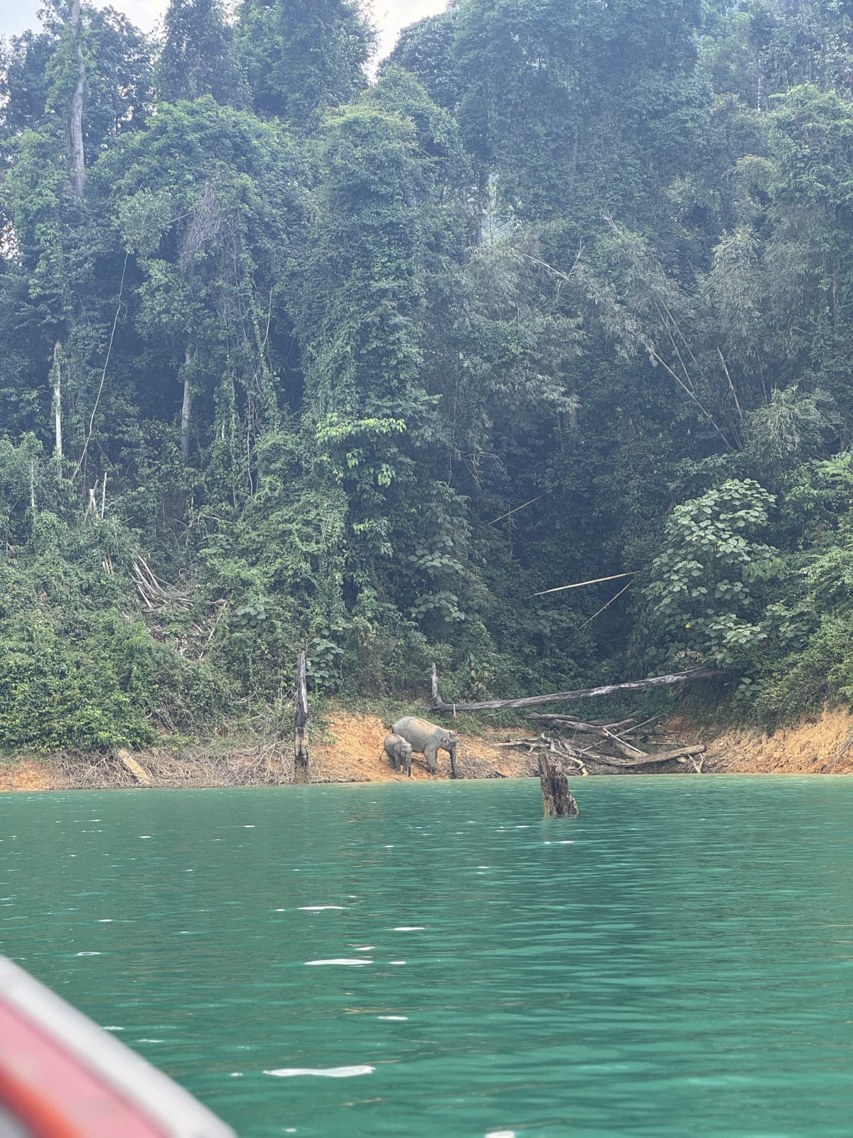 Wilde olifanten bij het Cheow Lan meer in Khao Sok National Park Thailand