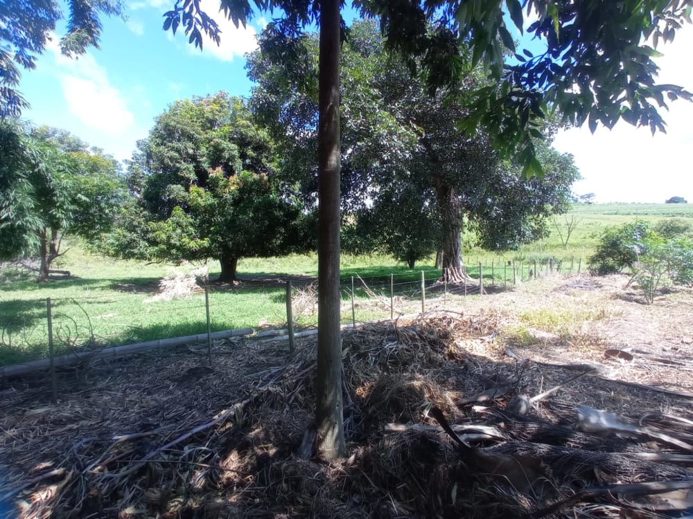 TERRENO PARA CHÁCARA EM BRAÚNA,000 - FAZENDA GOAPORANGA