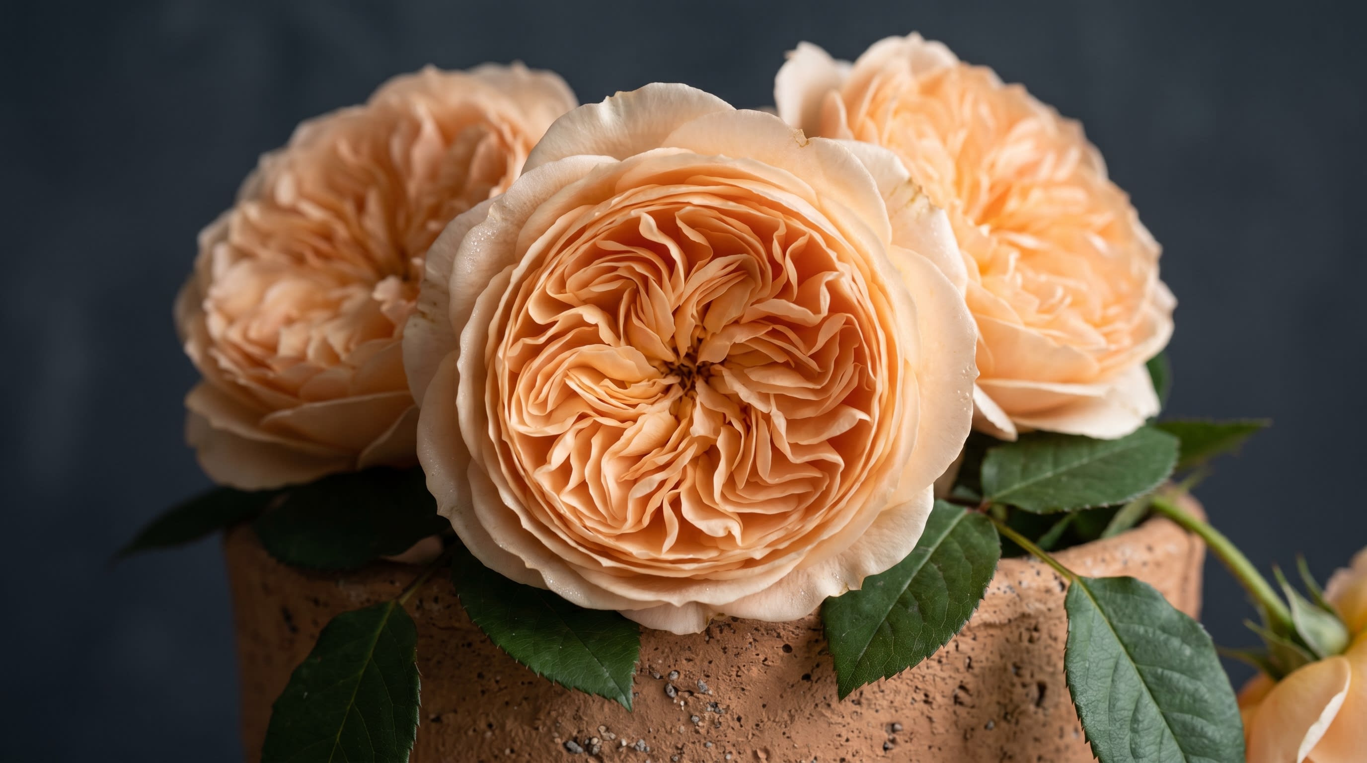 Luxury peach Juliet roses mixed softly into a beautiful bouquet